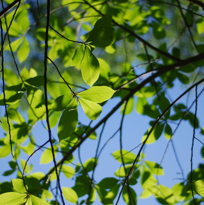 Tree leaves